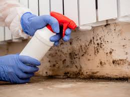 Best Basement Mold Removal  in Galena, KS